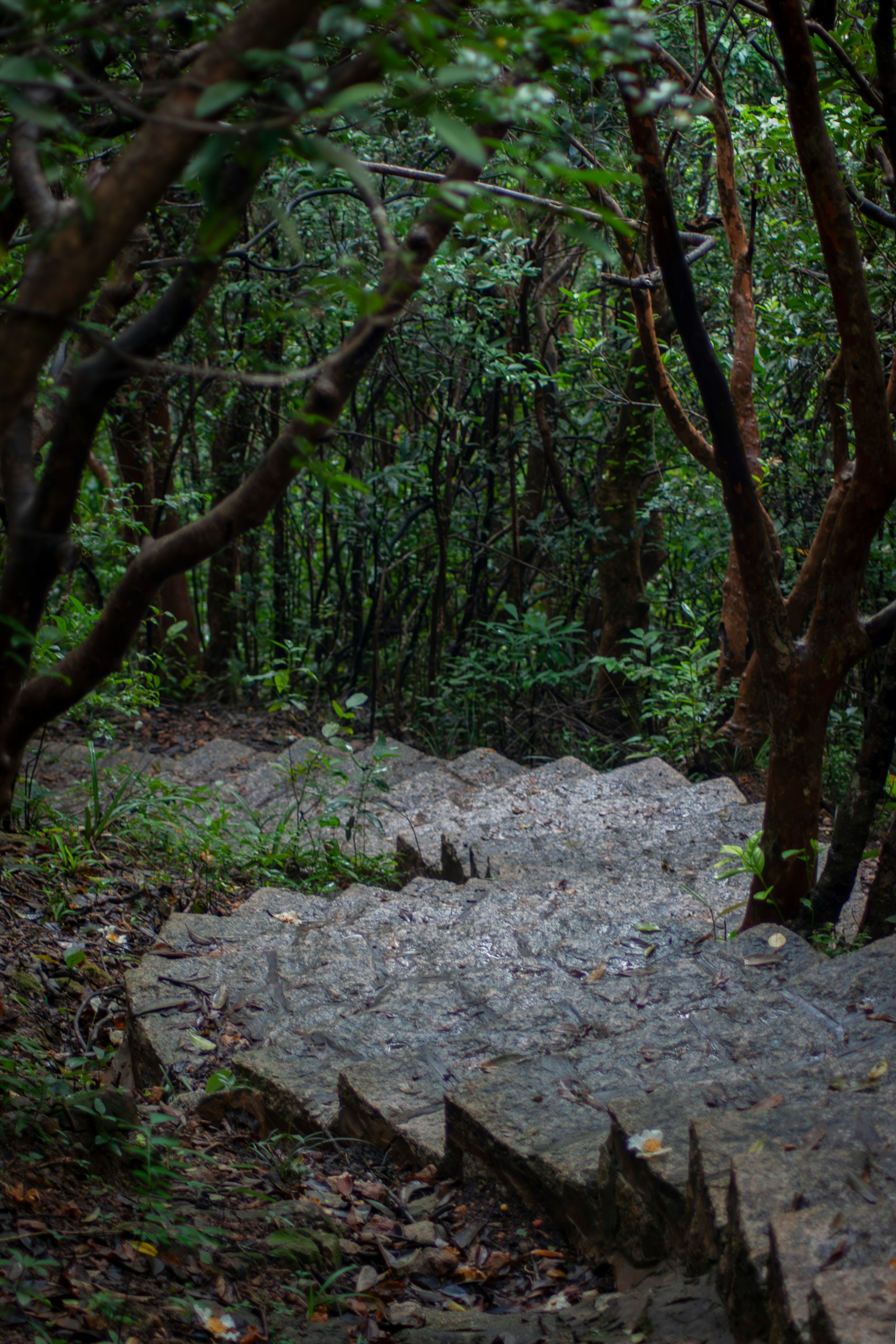 stone path through the forest